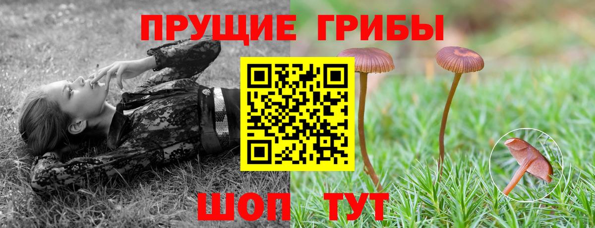 Галлюциногенные грибы Psilocybe Магнитогорск